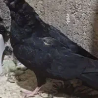 کبوتر زاغ کلاهی معامله