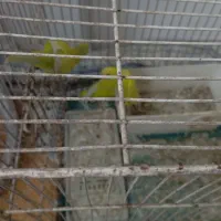جفت مرغ عشق با سه جوجه دستی
