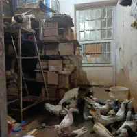 کبوتر پرشی همه واکسن خورده|پرنده|سمنان, |دیوار