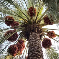 اجاره ثمر باغ خرما