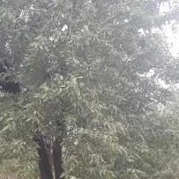 فروش فوری وزیرقیمت باغچه به متراژ هزاروصدمتر