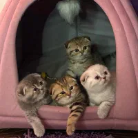 گربه اسکاتیش بریتیش