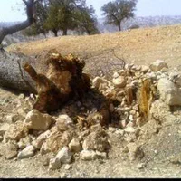 اره برقی قطع درخت محمدی