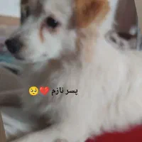 سگ گمشده نژاد اشپیتز