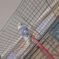 2عدد مرغ عشق نر و1عدد ماده به فروش میرسد|پرنده|سراب, |دیوار