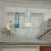 یک جفت عروس هلندی با قفس وکلبه ش