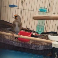 ۱سهره کرمانی یک مینای افغان کام سیاه|پرنده|بیرجند, |دیوار