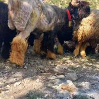 شیشک قوچ در لالی