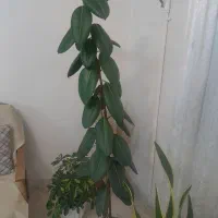 گل گیاه طبیعی