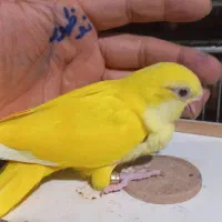 طوطی سرلاکی راهب ، خورشیدی ، ملنگو