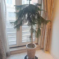 کاج مطبق و گل بنیامن