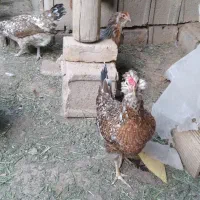 تخم نطفه دار گلین چهل تاج ریشو|حیوانات مزرعه|خمینی‌شهر, |دیوار