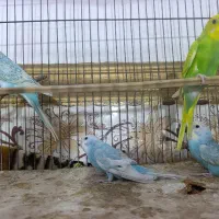 مرغ عشق رینبو اسپانگل جوان|پرنده|ایرانشهر, |دیوار