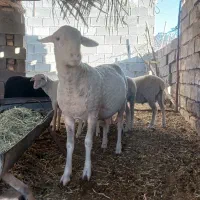 قوچ لاکن