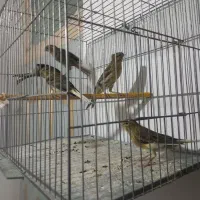 قناری سبز چمنی جوجه نر ریزه خون