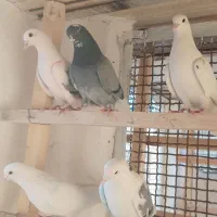 ۵ تا کفتر پرشتی تضمینی