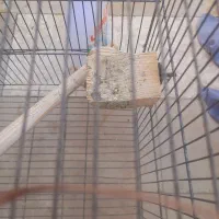 قفس|لوازم جانبی حیوانات|قم, شهرک امام حسین|دیوار