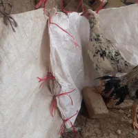 مرغ لاری|حیوانات مزرعه|کبودرآهنگ, |دیوار