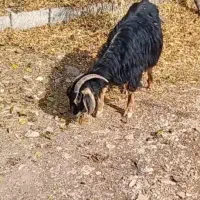 فروش فوری 5 عدد بز محلی با هم|حیوانات مزرعه|جوانرود, |دیوار