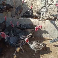 بوقلمون محلی|حیوانات مزرعه|مرودشت, مجد آباد|دیوار