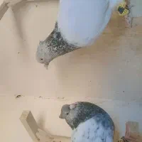 کفتر رنگی قلدور پرشی هم تخم جوجه ب شرط