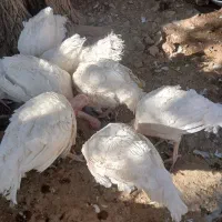 بوقلمون|حیوانات مزرعه|بیستون, |دیوار