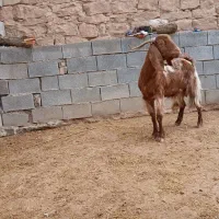 بزجوان|حیوانات مزرعه|شوشتر, |دیوار