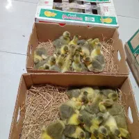 جوجه غاز اکراینی بومی و لیندا ‌خارجی و۰۰۰