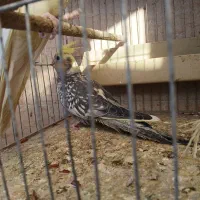 عروس هلندی|پرنده|گرگان, |دیوار