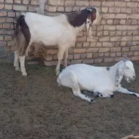 سلام یک عدد بز با چبش بع فروش میرسد