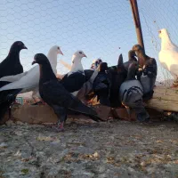 ۴۰تاکفتر هوا|پرنده|کاشمر, |دیوار