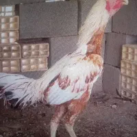 مرغ با جوجه ذات دار