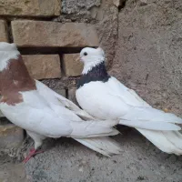 کفتر طوقی هفت رنگ|پرنده|اهواز, کوی طلاب|دیوار