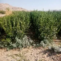 نهال جنوب|خدمات باغبانی و درختکاری|خور (اصفهان), |دیوار