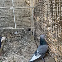 کبوتر سینه|پرنده|جنت, |دیوار