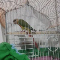 طوطی گرینچیک