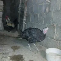 بوقلمون ماده اصیل