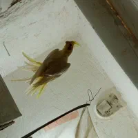 عروس لوتینو دستی ماده معاوضه با مرغ عشق،فنچ،کوتوله|پرنده|مشهد, شهرک مهر آباد|دیوار