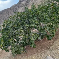 ملک انجیر