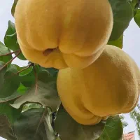 به کاملا طبیعی و ارگانیک، زرد و با کیفیت|خوردنی و آشامیدنی|شیراز, شهرک فرزانگان|دیوار