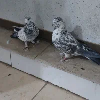 کبوتر طوقی|پرنده|شهرکرد, |دیوار