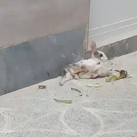 خرگوش باهوش و رویایی و زیبا