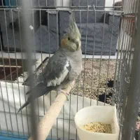 عروس هلندی ماده