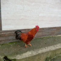 مرغ و خروس|حیوانات مزرعه|لاهیجان, آهندان|دیوار