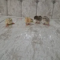 جوجه یک روزه