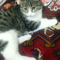 گربه پیدا شده|حیوانات|تبریز, |دیوار