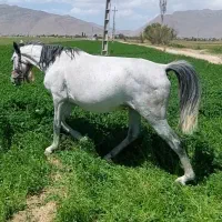 اسب کره اسب