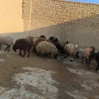 گوسفند معاوضه پراید پرشیا ۴۰۵ سمند ۲۰۶ تیبا وانت|حیوانات مزرعه|تهران, منیریه|دیوار