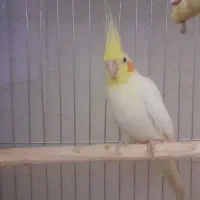 عروس هلندی نر|پرنده|یزد, |دیوار