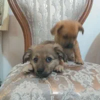 سه تا توله پا کوتاه نژاد شیپر ۷۴ روزه|سگ|رباطکریم, نصیرشهر|دیوار